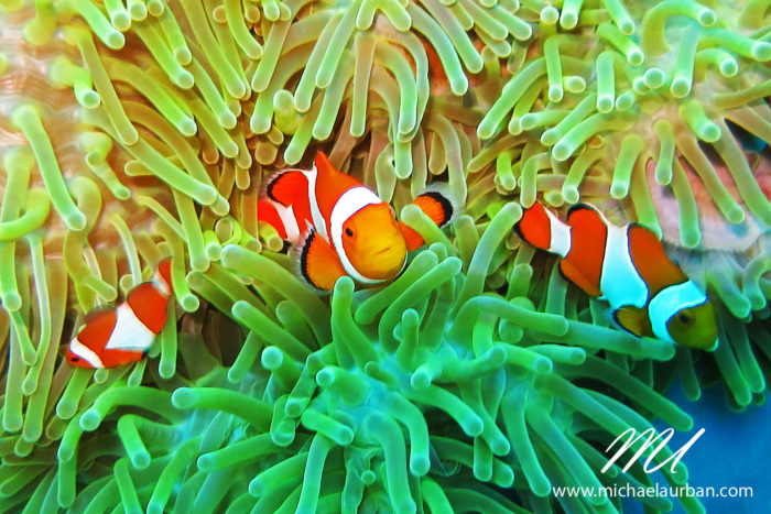 anemonenfische wasserzeichen
