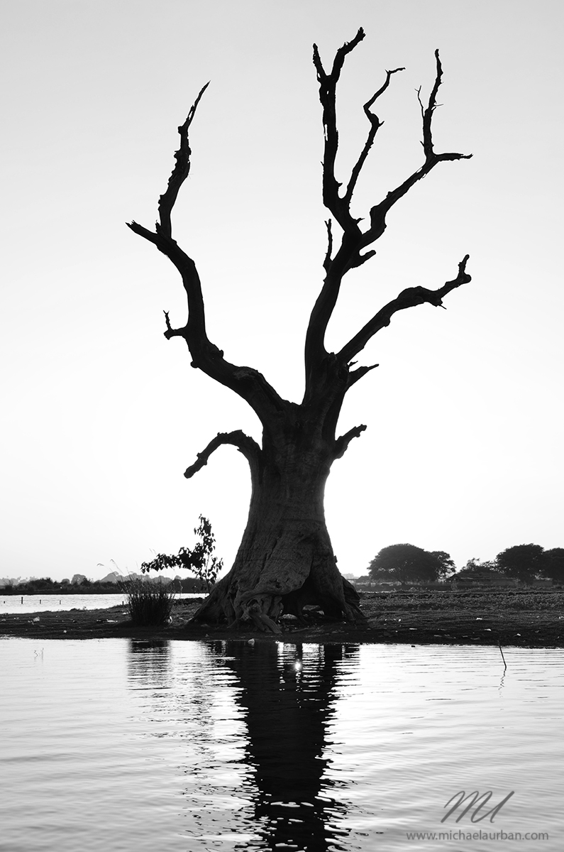 dead tree silhouette lake